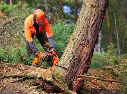 Best Emergency Tree Removal  in Cairo, GA