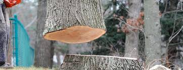 How Our Tree Care Process Works  in  Cairo, GA