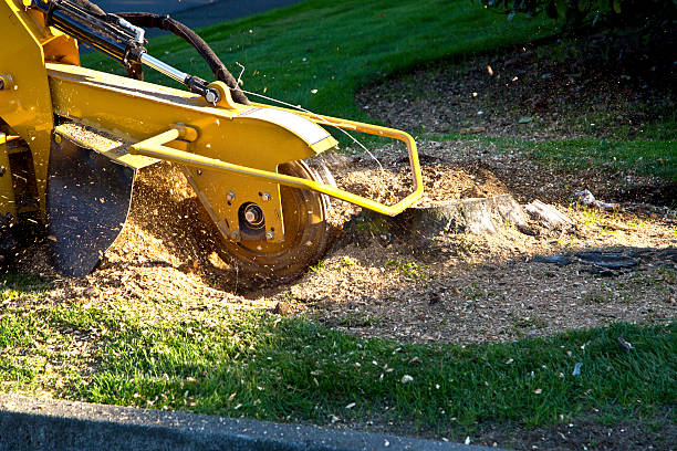 Best Soil Testing and Treatment  in Cairo, GA